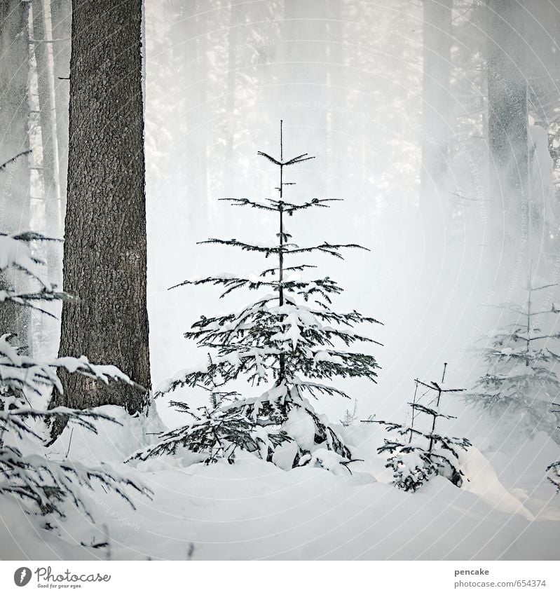 e'tännschn Natur Landschaft Urelemente Winter Eis Frost Schnee Schneefall Baum Wald Zeichen ästhetisch bedrohlich kalt weiß standhaft Tanne klein Schneebruch
