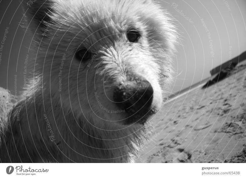 { greyhound III } Hund Husky Strand Physik Portugal schön Wärme Sand Wasser Bucht Schönes Wetter zutraulich junger hund Schwarzweißfoto dog heat water bay