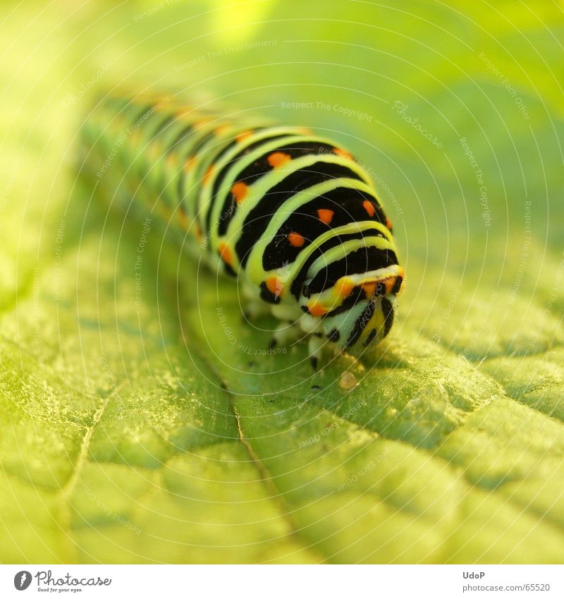 Überlänge grün Sommer lang Schwalbenschwanz Tier Insekt Schmetterling Raupe Makroaufnahme