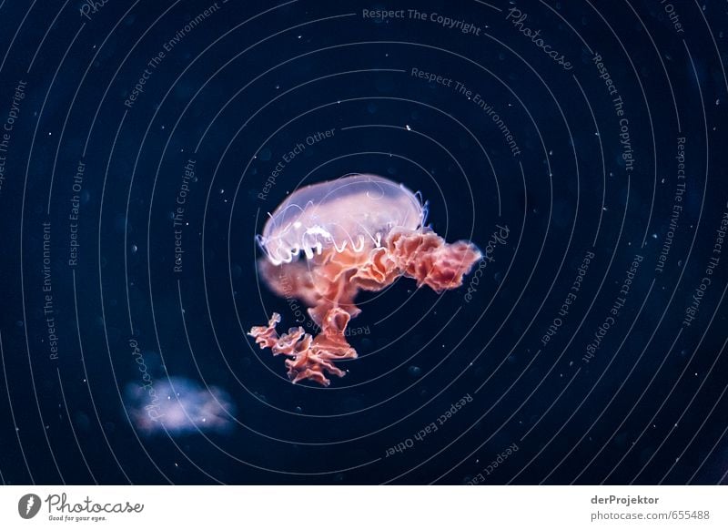 Qualle in Pink Umwelt Natur Tier Wasser Klima Nordsee Ostsee Meer Aquarium 1 ästhetisch sportlich authentisch außergewöhnlich bedrohlich Bekanntheit hässlich