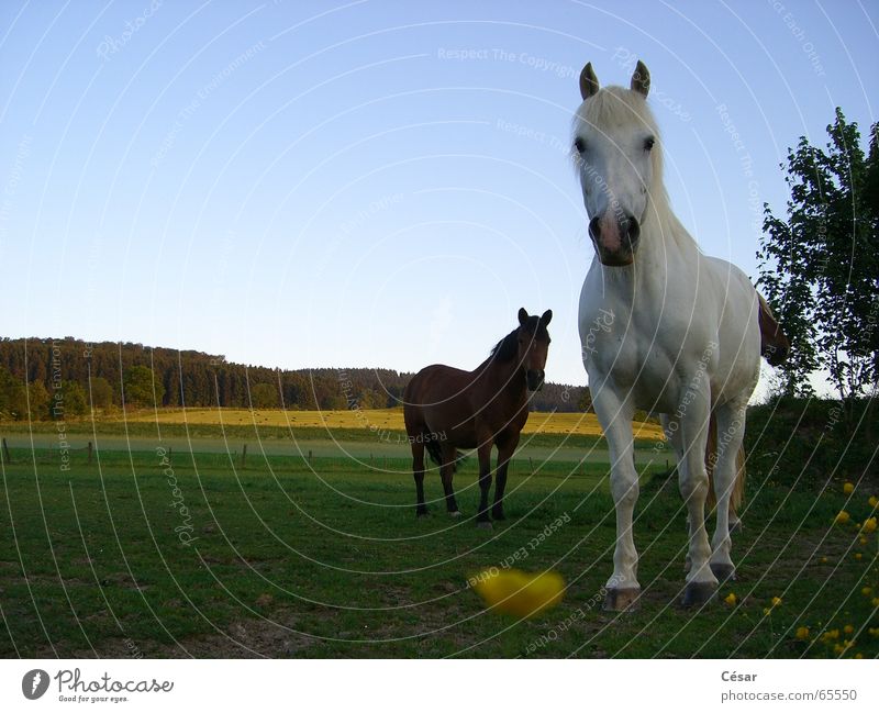 Deux chevaux au soleil couchant Pferd Wald Sauerland Wiese Landleben Schimmelpilze braun Abend Amerika