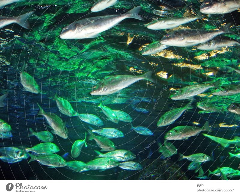 Sea Life Aquarium durcheinander Sealife Fisch Wasser grünes licht silber