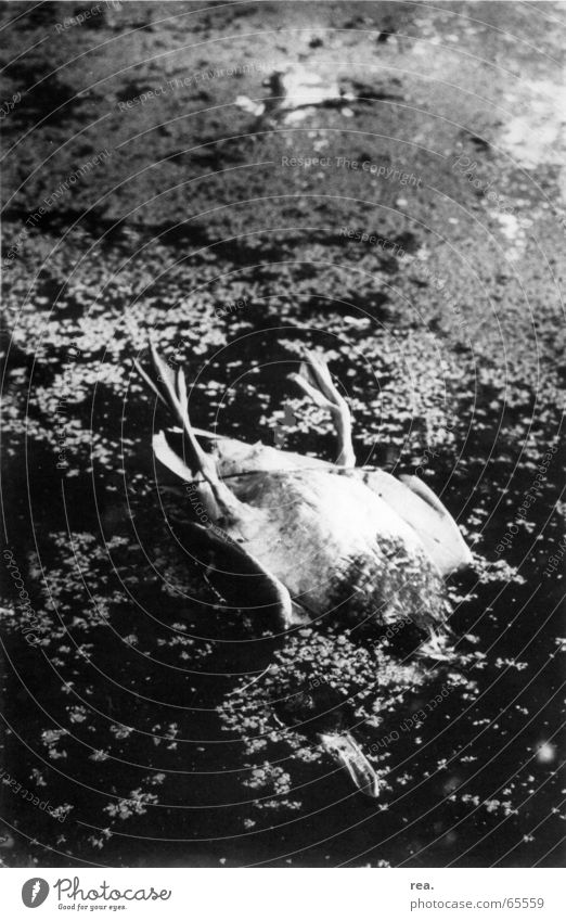 ein platz zum sterben 1 Leiche Teich Wasserlinsen Tier Oberkörper Schnabel Speiseröhre Licht Hochformat Trauer trist Einsamkeit ruhig Außenaufnahme Ente Tod