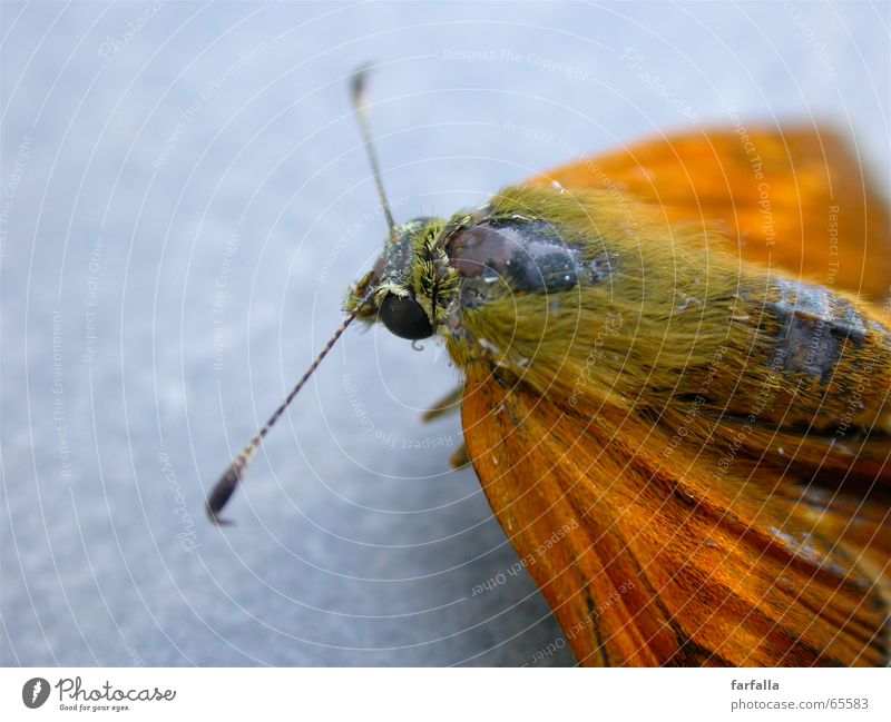 Farfalla Schmetterling Fühler grau orange Makroaufnahme fliegen Flügel Freiheit