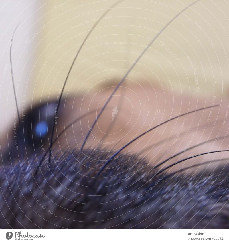 Schnauzenhaare Hund nah Tier Barthaare ruhen Haare & Frisuren Makroaufnahme Auge Müdigkeit ruhig