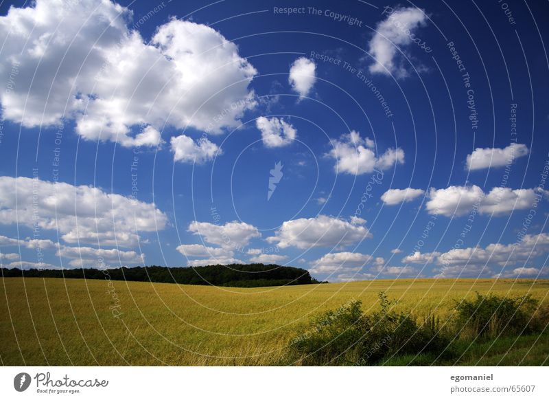 Ein Bild vom Kornfeld Sommer Wolken Feld Wald Wiese weiß Himmel blau Natur