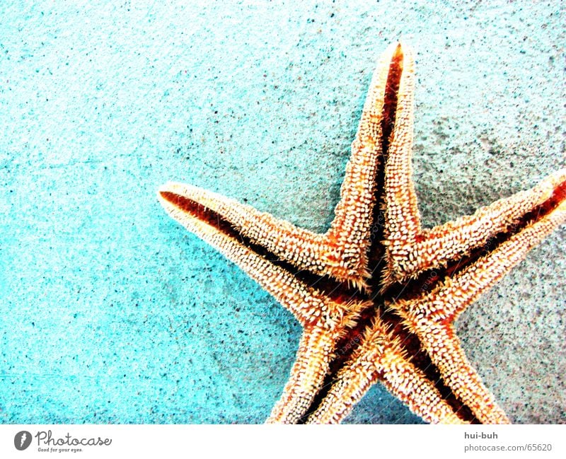 mein stern. Seestern stachelig 5 gepunktet Dorn Wand Meer Ferien & Urlaub & Reisen Fressen Stern (Symbol) Wasser blau Zacken Boden Mund