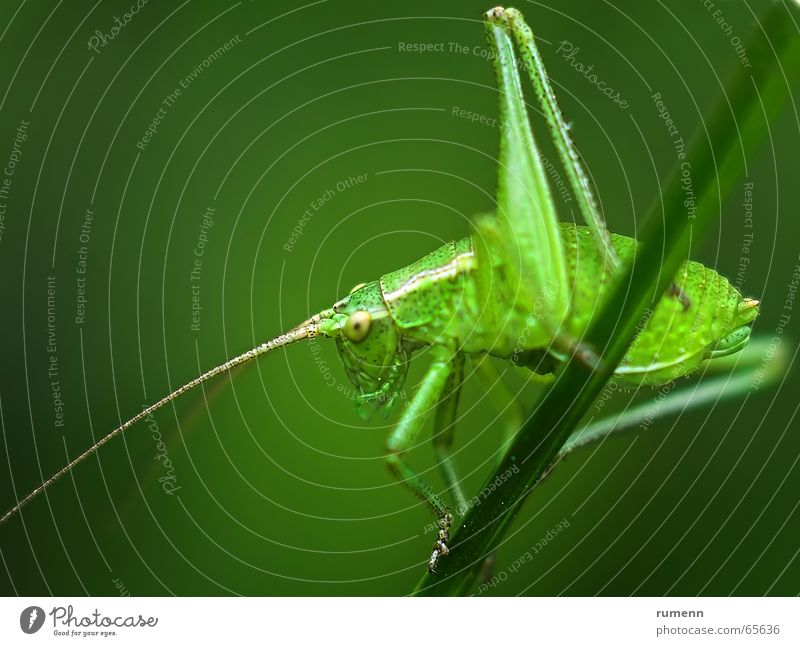 grasshopper Schiffsbug springen Makroaufnahme animal insect big outddor