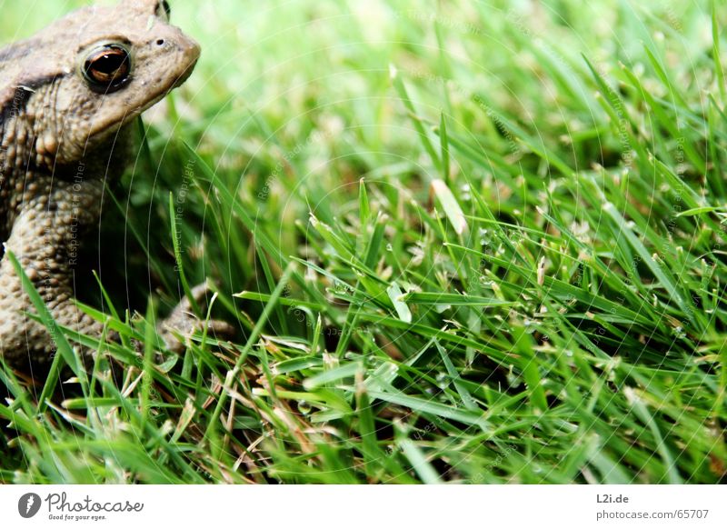 KERMIT ON TOUR Wassertropfen grün braun Tier Wiese Frosch Kröte Rasen Auge frog Natur