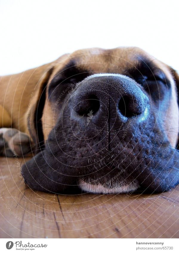 Relax, don't do it... Hund schlafen Müdigkeit Schnauze ruhig Erholung Hundeschnauze Säugetier Langeweile Frieden erstaunt oskar