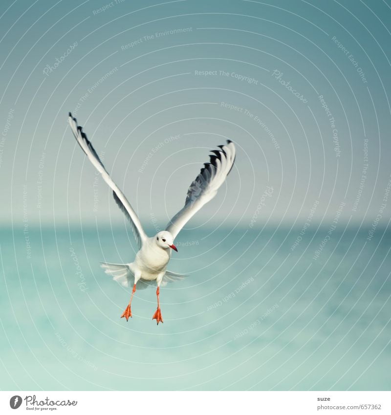 Luftnummer Freiheit Meer Umwelt Natur Tier Urelemente Wasser Himmel Horizont Klima Wetter Ostsee Wildtier Vogel Flügel 1 fliegen authentisch fantastisch