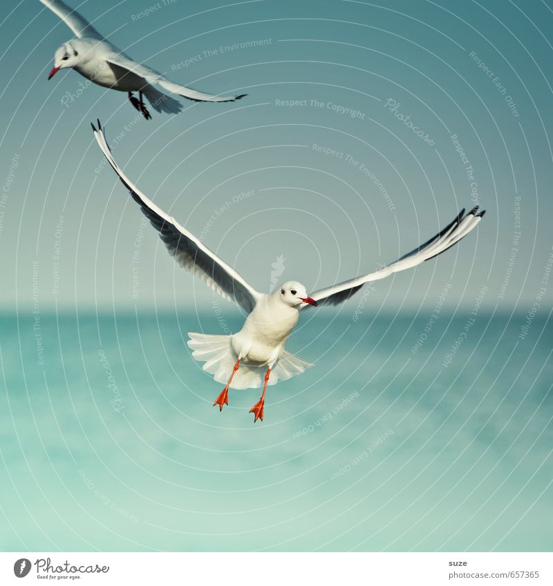 Mit Leichtigkeit schön Freiheit Meer Umwelt Natur Tier Urelemente Wasser Himmel Horizont Klima Wetter Ostsee Wildtier Vogel Flügel 2 fliegen authentisch