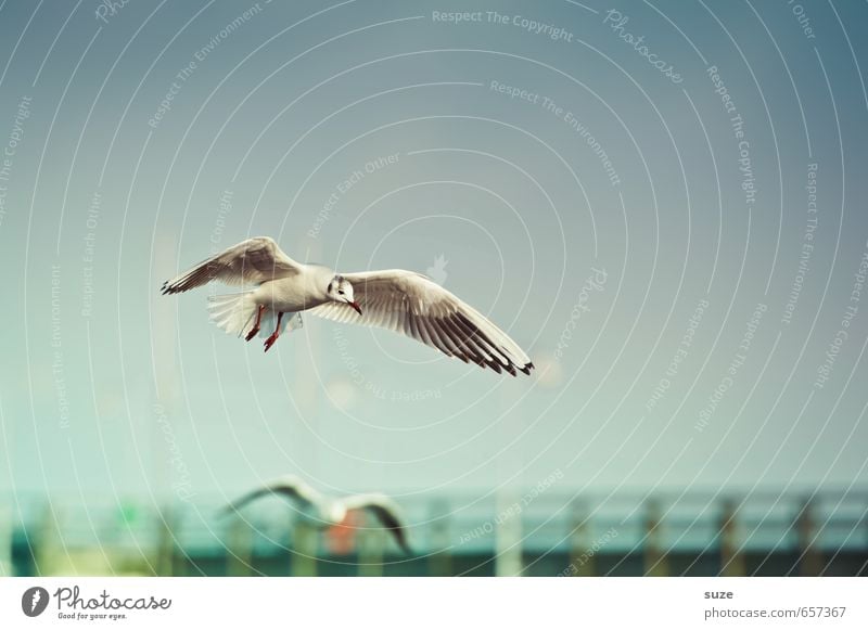 In luftiger Höhe Freiheit Sommerurlaub Meer Umwelt Natur Tier Luft Himmel Horizont Wetter Küste Ostsee Wildtier Vogel Flügel fliegen authentisch fantastisch