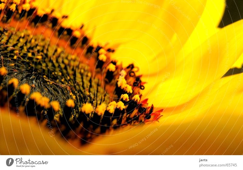 Sonnenseite Sonnenblume Blume Blüte Sommer gelb frisch Gute Laune Makroaufnahme Nahaufnahme Stempel Natur Garten jarts