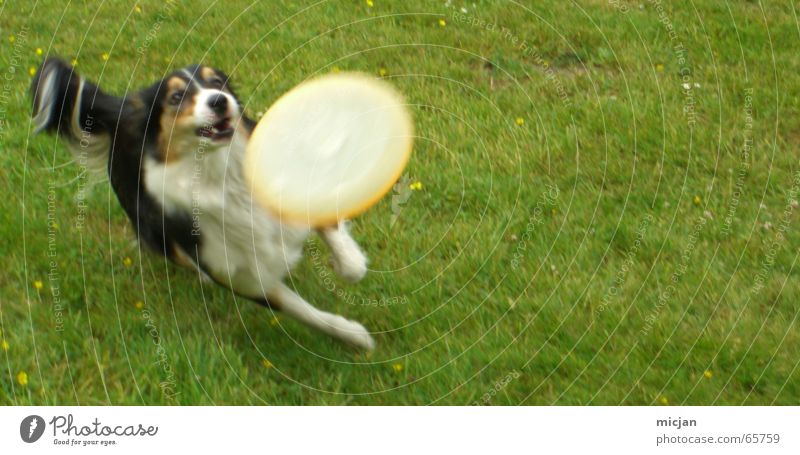 Einfach spass haben Freude Spielen Wiese Haustier Hund 1 Tier rennen fangen Geschwindigkeit braun grün schwarz weiß Frisbee Collie Aktion Säugetier Rasen beißen