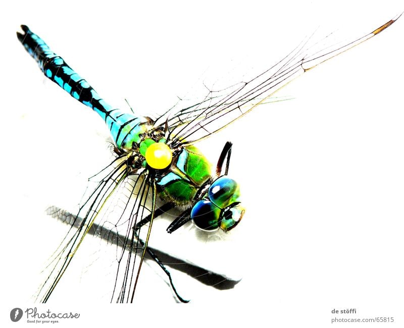 die.königin.libelle. Libelle Große Königslibelle Tier Insekt Biologie mehrfarbig strahlend Farbe Kontrast Tod Flügel riesenaugen festgesteckt sammelobjekt
