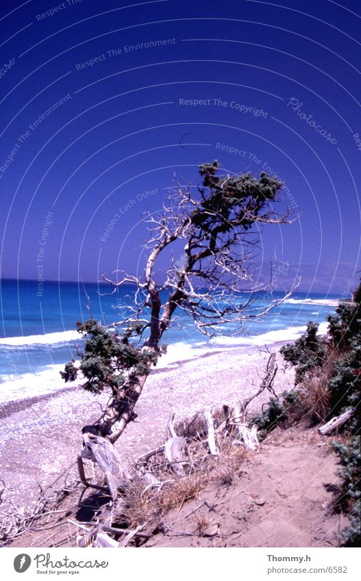 Einsamkeit am Strand Meer Sträucher Baum stehen Wasser Sand