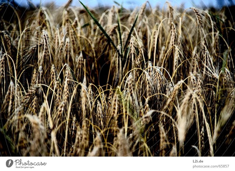 HANG THE HEAD PART II Feld schwarz braun gelb Weizen Roggen Hafer Sommer Stroh Getreide Ernte Halm Natur Bioprodukte