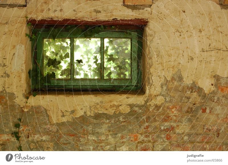 Garagenromantik Haus Gebäude Fenster Putz Wand Mauer grün Efeu Ranke Licht verfallen Demontage Romantik durchsichtig Durchblick Aussicht Pflanze alt Einsamkeit