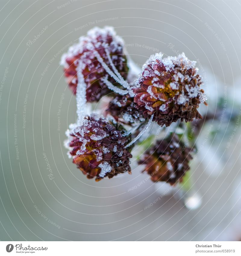 Winterfrost II Umwelt Natur Eis Frost Schnee Blume Blüte Grünpflanze Topfpflanze Kristalle Wasser träumen verblüht dehydrieren frisch natürlich schön wild gold