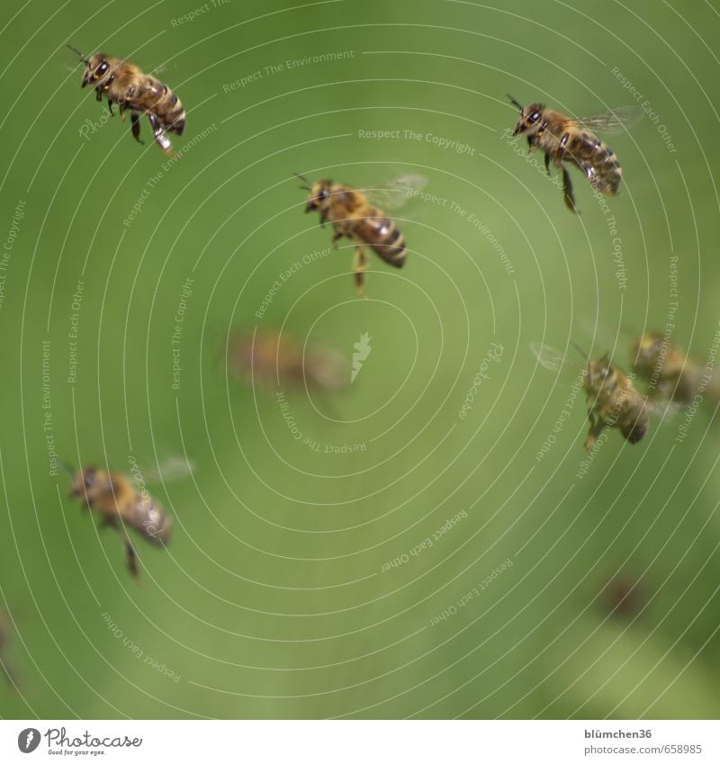 Fliegen ist schön!!! Tier Nutztier Biene Honigbiene Insekt Schwarm Arbeit & Erwerbstätigkeit fliegen tragen ästhetisch klein Tierliebe Tierlaute
