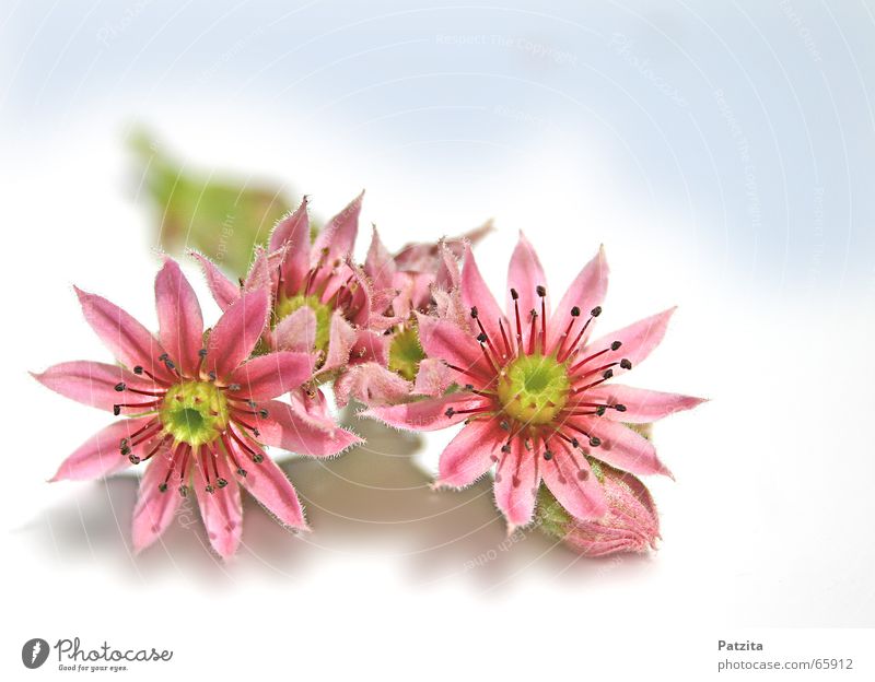 Blümchen Blume Wiese rosa Makroaufnahme Nahaufnahme schön Garten Himmel