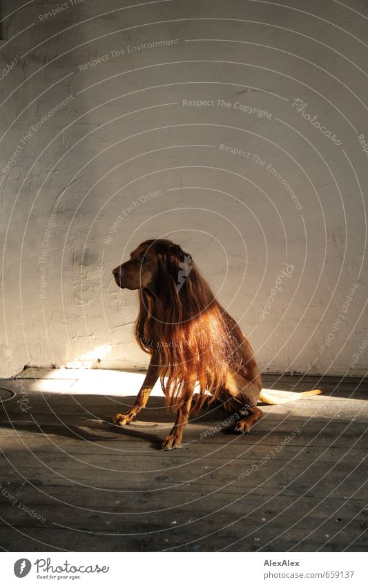 STUDIO TOUR | Haarpflege ist eine der ersten Pflichten Haare & Frisuren Perücke Raum Dachboden Dielenboden blond rothaarig Tier Haustier Hund Holz beobachten