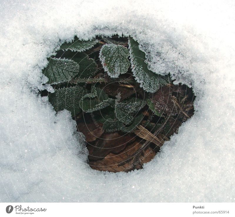 Frühling grün Pflanze kalt Hintergrundbild Eis Schnee Frost Erdbeeren