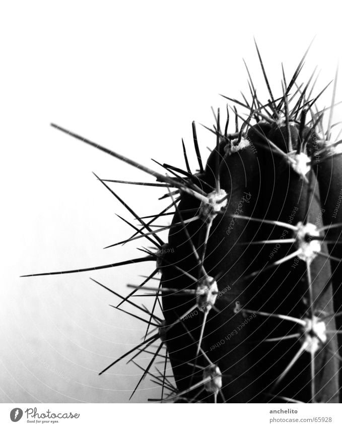 Ein Dorn im Auge Kaktus schwarz weiß Grauwert Monochrom Makroaufnahme Schwarzweißfoto Wüste cactus black white greyscale Stachel barbed spike spikes barbs