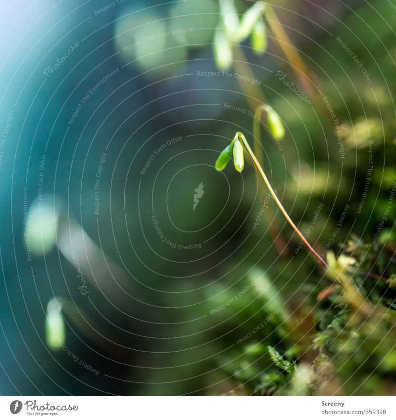 Mini-Laternen... Natur Pflanze Erde Moos Wald Wachstum ästhetisch weich grün Blütenknospen Farbfoto Makroaufnahme Menschenleer Tag Sonnenlicht