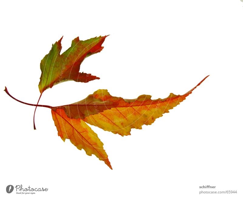 Herbstlaub IV mehrfarbig Freisteller Blatt Zusammensein gelb rot Indian Summer Reihe herbstlich Herbstfärbung paarweise leuchtende Farben