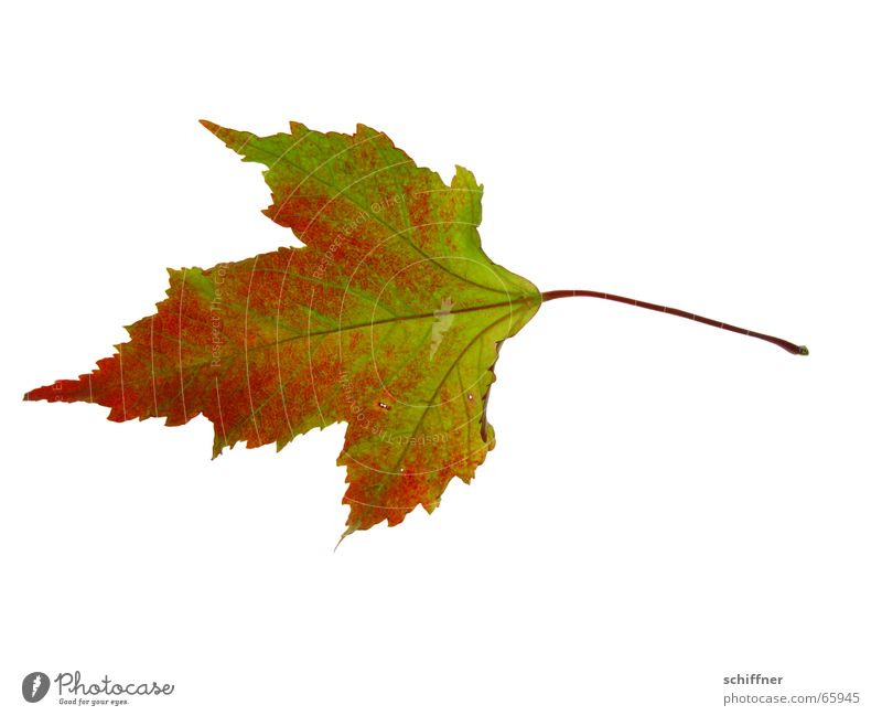 Herbstlaub V mehrfarbig Freisteller Blatt Zusammensein gelb rot Indian Summer Reihe herbstlich Einsamkeit Färbung grün Stengel einzeln
