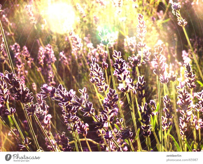 Lavendel Oleander Gegenlicht Frieden Jasmin Garten Sonne Freude Heilpflanzen