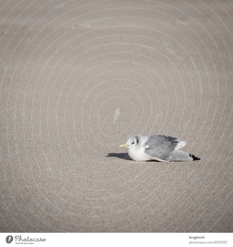 Sylt XVII Strand Tier Vogel Möwe 1 Sand sitzen braun grau weiß Erholung Farbfoto Gedeckte Farben Außenaufnahme Menschenleer Textfreiraum links Textfreiraum oben