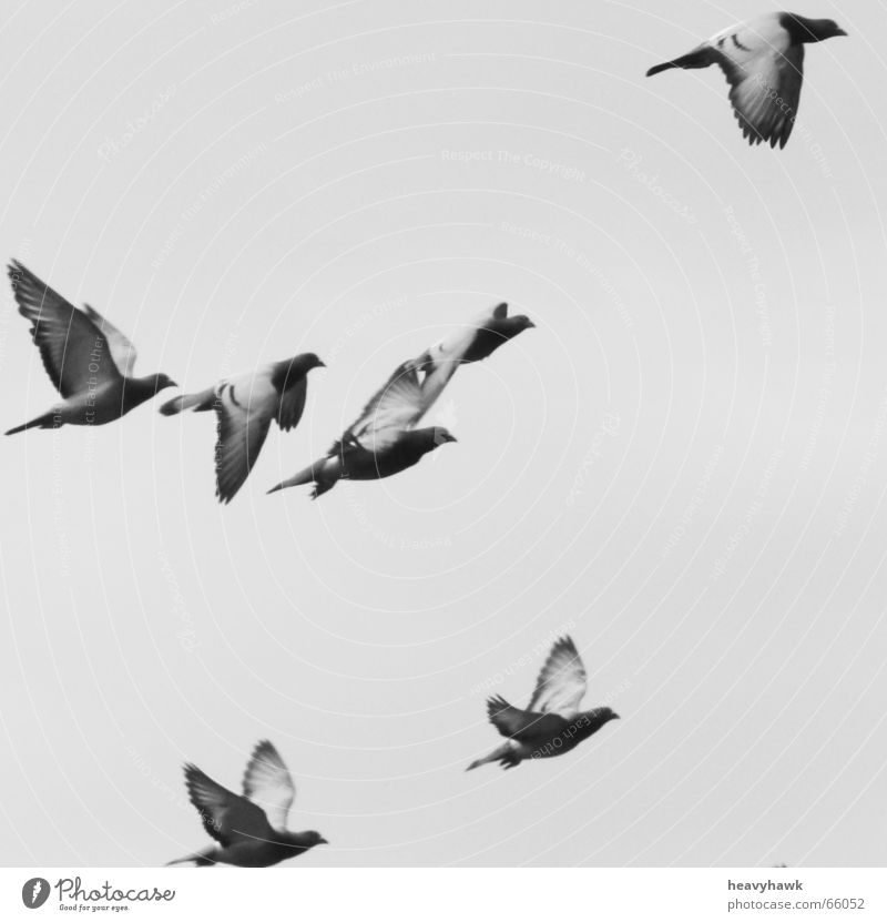 fly Vogel Taube Luft Luftverkehr Schwarm mehrere fliegen Schwarzweißfoto