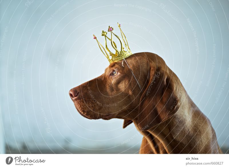 STUDIO TOUR | King Bensley Reichtum elegant ruhig Thronsaal Königlich Karriere Erfolg Haustier Hund 1 Tier Krone Spaßvogel beobachten Beratung genießen sitzen