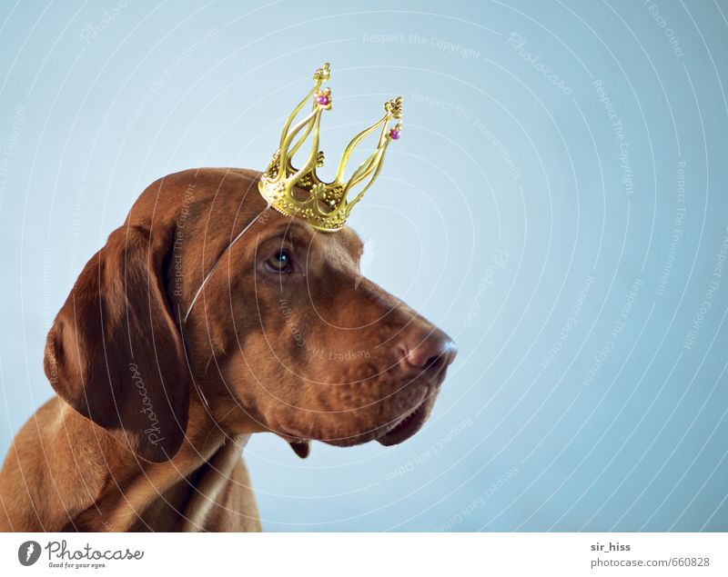 STUDIO TOUR | Ben ist der King elegant Kopf Hund Krone Zeichen berühren warten Bekanntheit authentisch schön einzigartig nerdig niedlich verrückt blau braun