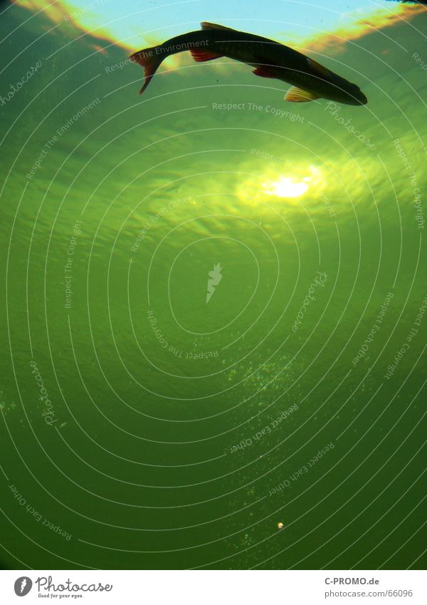 Wenn Angler träumen... See Meer Licht grün Tier Lebewesen Lebensraum Algen Luftblase Wasser Fisch Fluss Bach Schwimmhilfe unterwasser...