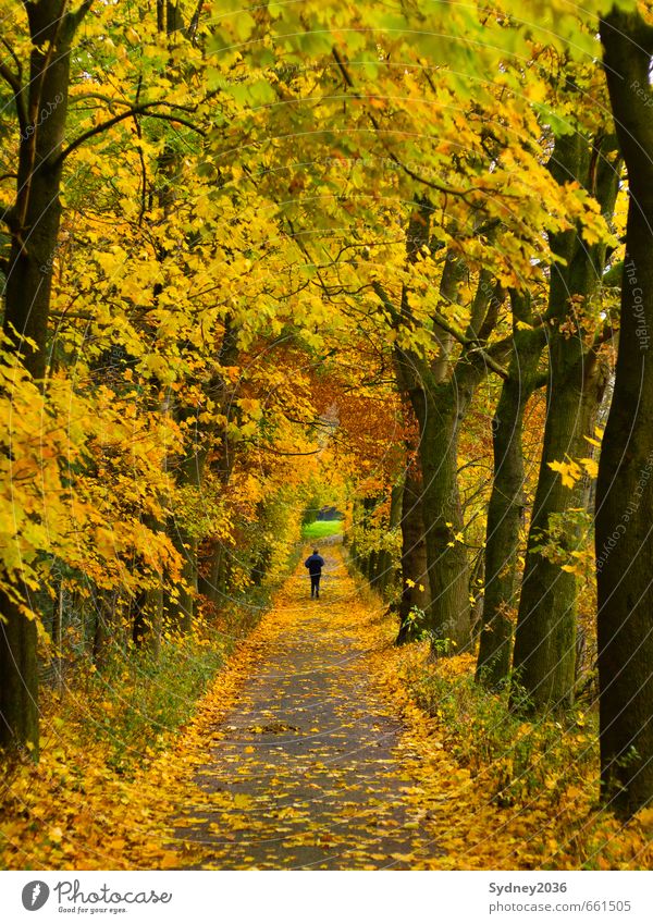 Der goldene Herbst Joggen Umwelt Natur Landschaft Pflanze Schönes Wetter Wind Baum Gras Sträucher Park Wald Allee Zufriedenheit Freude Sport Wege & Pfade