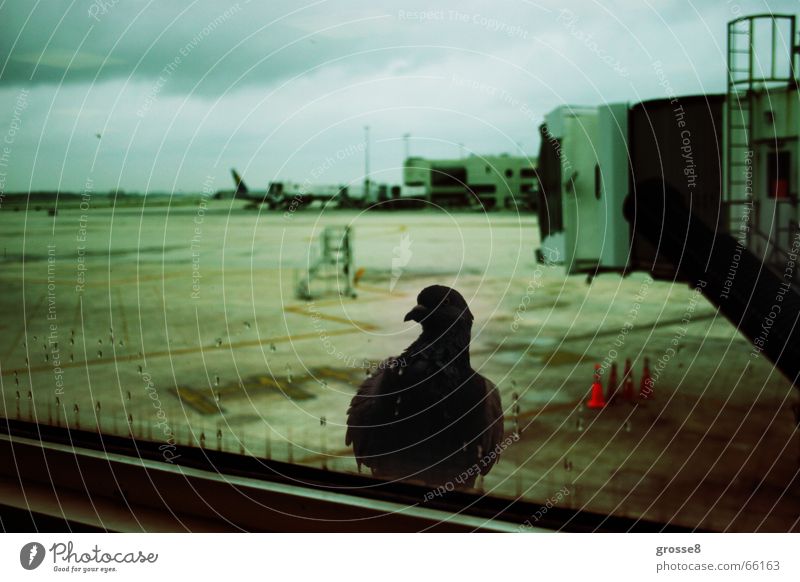 Abflug Taube Fenster Rollfeld dunkel Vogel Miami Flughafen