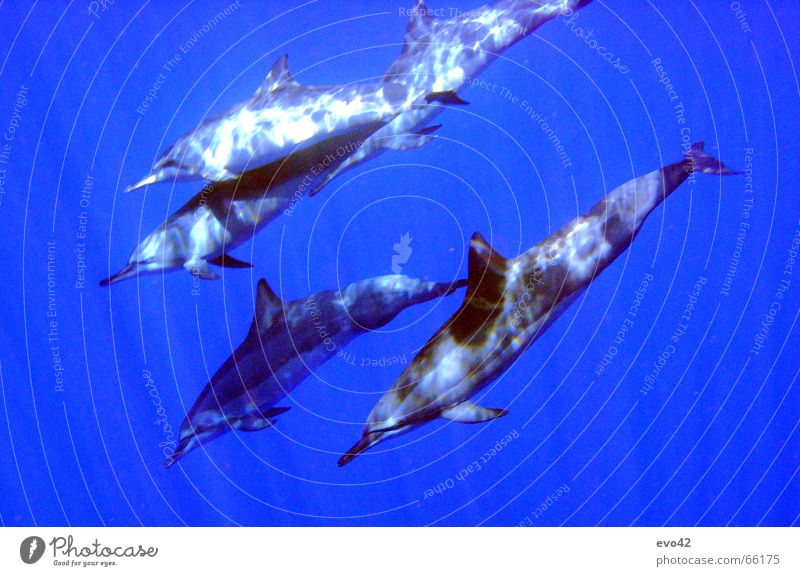Delfine bei Niue (Pazifischer Ozean) Delphine Meer Säugetier tauchen Tier blau Fisch Wasser