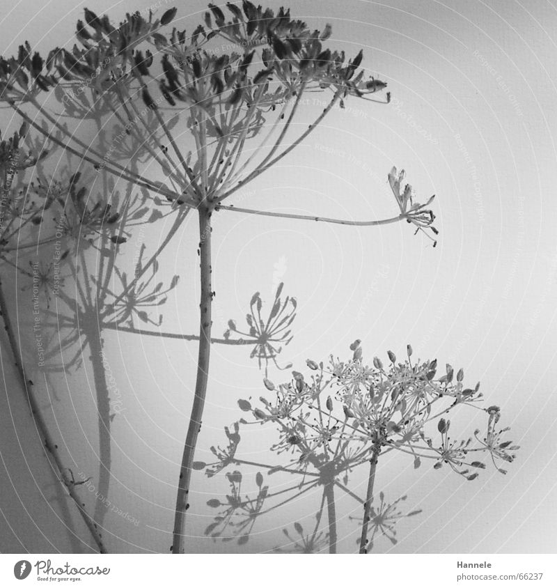 zerbrechlich -ausschnitt- Blume Pflanze Blüte Wiese Ameise schwarz weiß leicht filigran Leichtigkeit verblüht Garten Natur Schatten Schwarzweißfoto hell