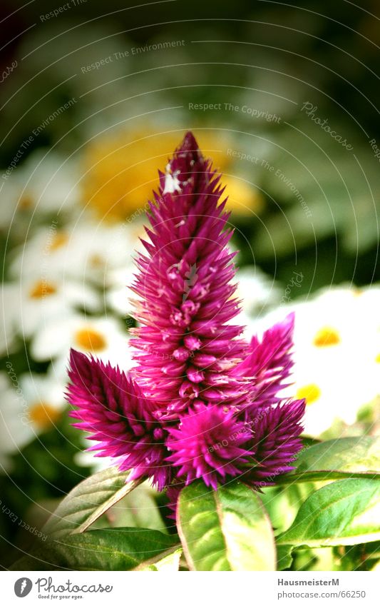 Blume im Garten Wohnung Sommer Farbe Strukturen & Formen Natur