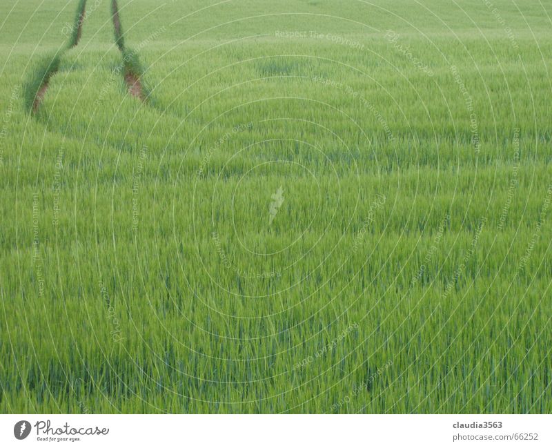 wohin gehts? Feld Ferne grün Unendlichkeit Schmalspurbahn Horizont Wege & Pfade Natur Getreide