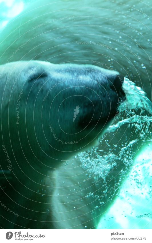 Coool bear Eisbär Tier Australien Bewegung Schnauze Luftblase Wasser Unterwasseraufnahme Coolness seaworld Bär knut blau Schwimmen & Baden