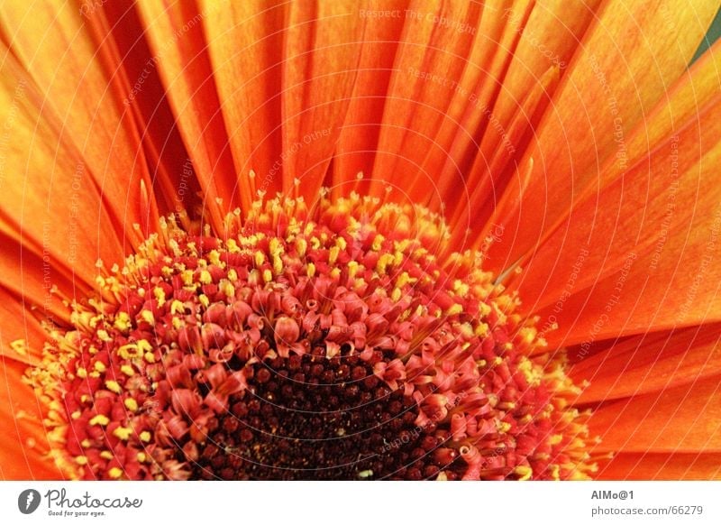 Gerbera Blume Farbverlauf Farbenspiel Innenaufnahme gebera Makroaufnahme orange-gelb Detailaufnahme