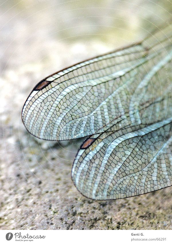 natural †ouchdown Libelle zart zerbrechlich stark Kraft Muster sensibel kariert Insekt Tier Gefäße Libellenflügel Flügel durchsichtig Strukturen & Formen Stein