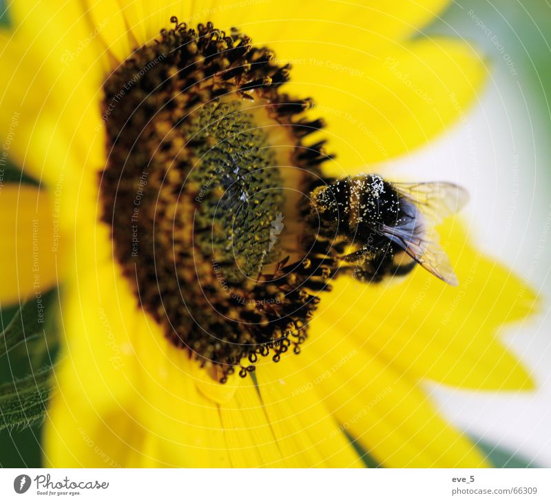 Hummel Geschwindigkeit mehrfarbig leicht Sonnenblume gelb Pollen Sommer Insekt Freiheit Freude außenaufnahme mit makro Künstler eos 20 d