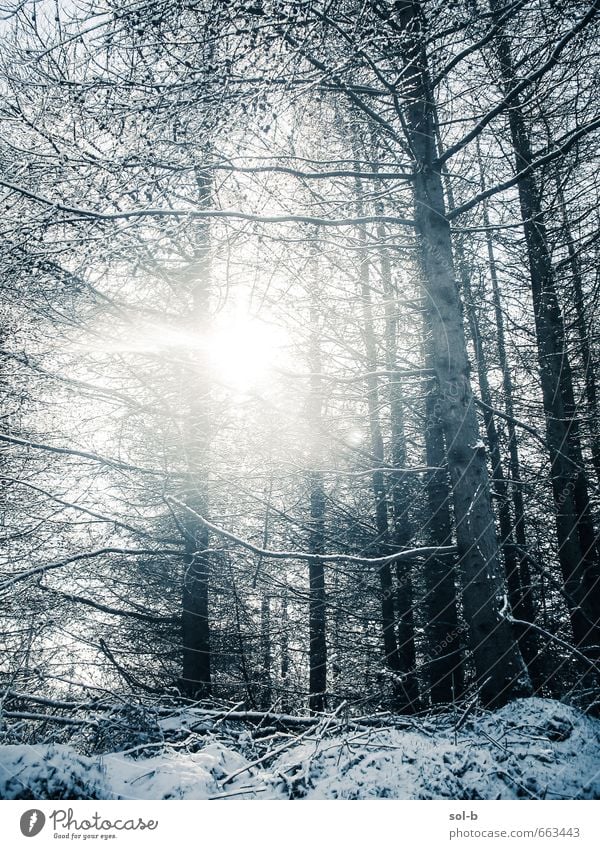 O | Ende harmonisch Sinnesorgane Meditation Ferien & Urlaub & Reisen Ausflug Abenteuer Freiheit Winter Schnee Natur Wetter Baum Wald außergewöhnlich fantastisch
