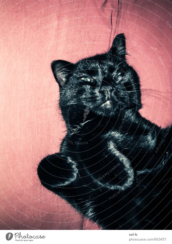 O | Meckern Glück Erholung Häusliches Leben Bett Tier Haustier Katze 1 schlafen Spielen Aggression kuschlig verrückt wild Wut schwarz Vorsicht gereizt gestört